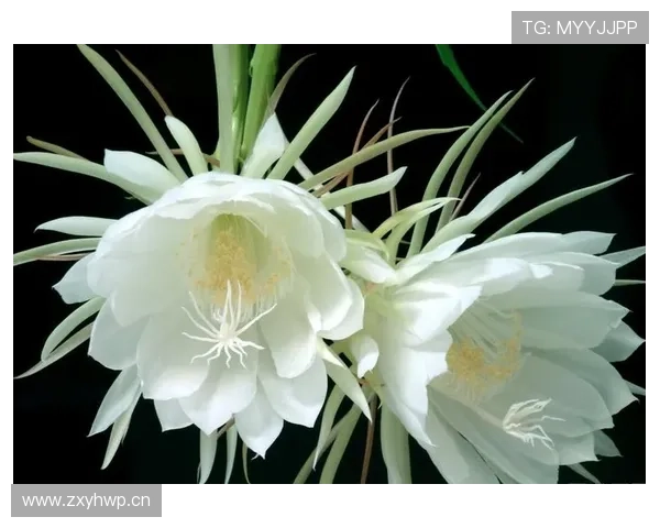 杜埃当前赛场表现能否延续 是否真的只是昙花一现？